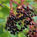 elderberries on a bush