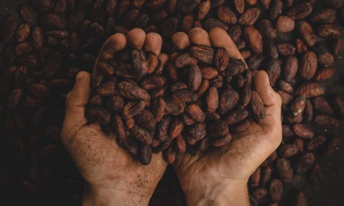 person holding cacao beans in their hands