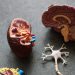 display models of brain and neurons