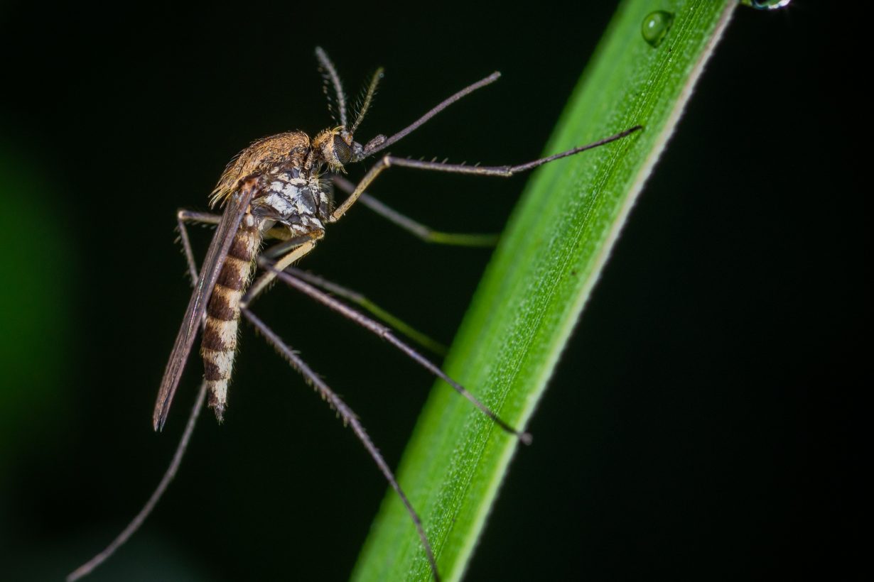 close up of a mosquito on a green plant