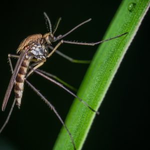 close up of a mosquito on a green plant