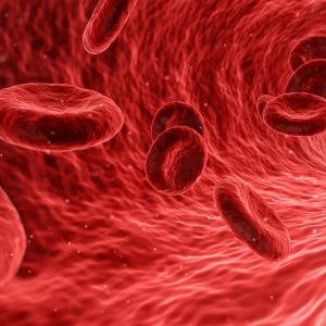 blood cells in blood vessels