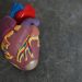 plastic model of human heart