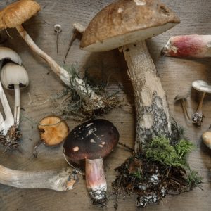 flatly image of various mushrooms