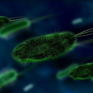 close up of bacteria