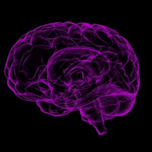 brain highlighted purple on black background