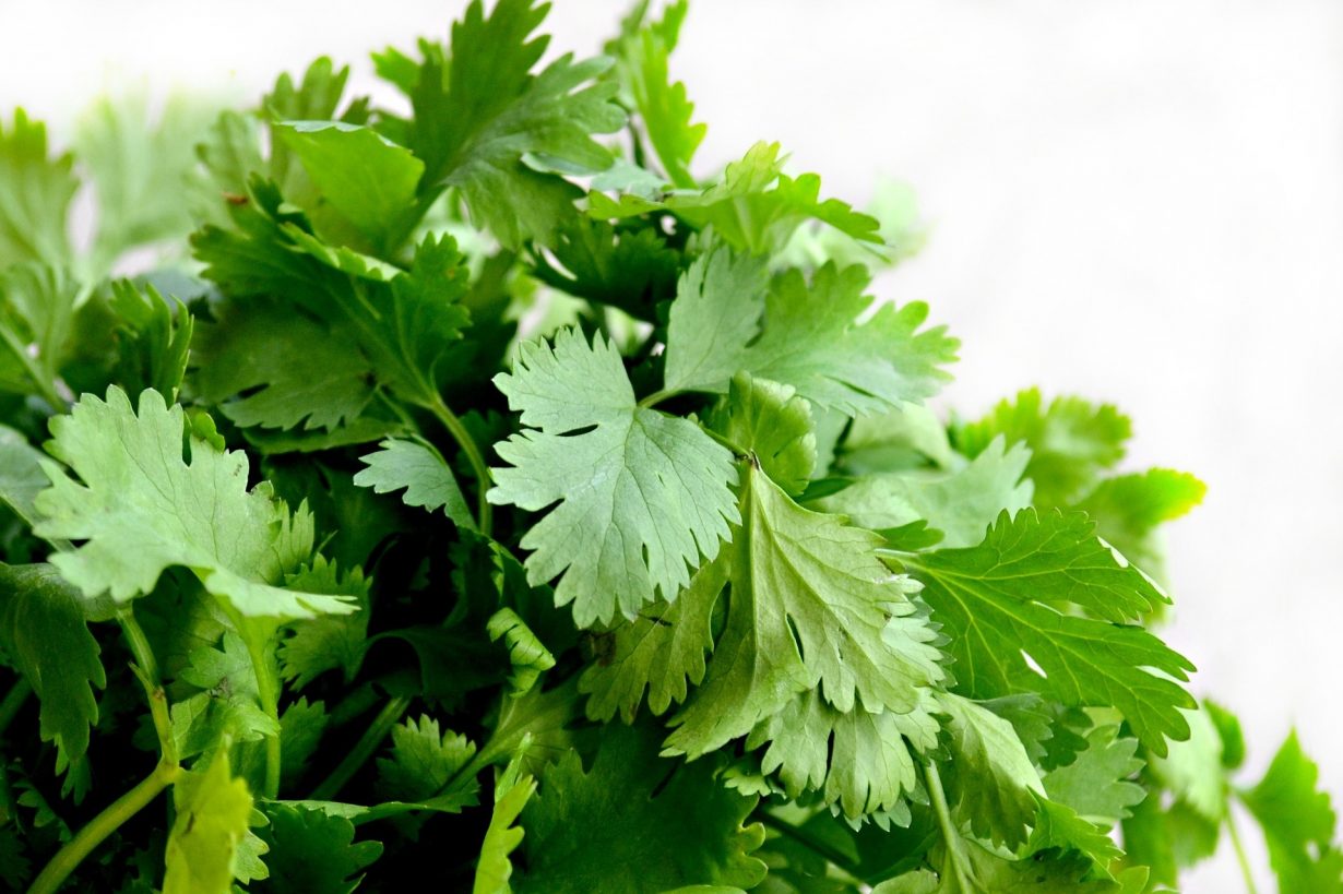 close up of cilantro herb