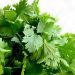 close up of cilantro herb