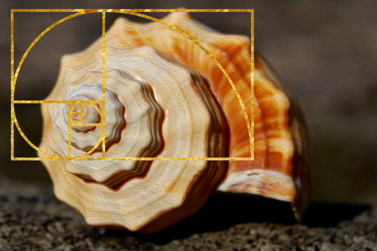 spiral shell displaying the golden ratio