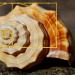 spiral shell displaying the golden ratio