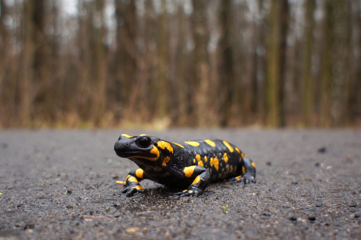 close up of a salamander on a road