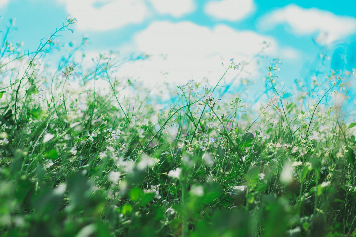 ground view of tall grass and flowers and the sky