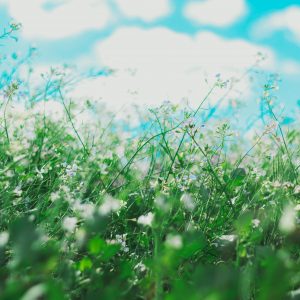 ground view of tall grass and flowers and the sky