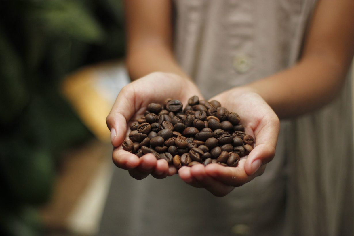 close up of a child's hands holding coffee beans