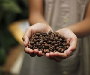close up of a child's hands holding coffee beans