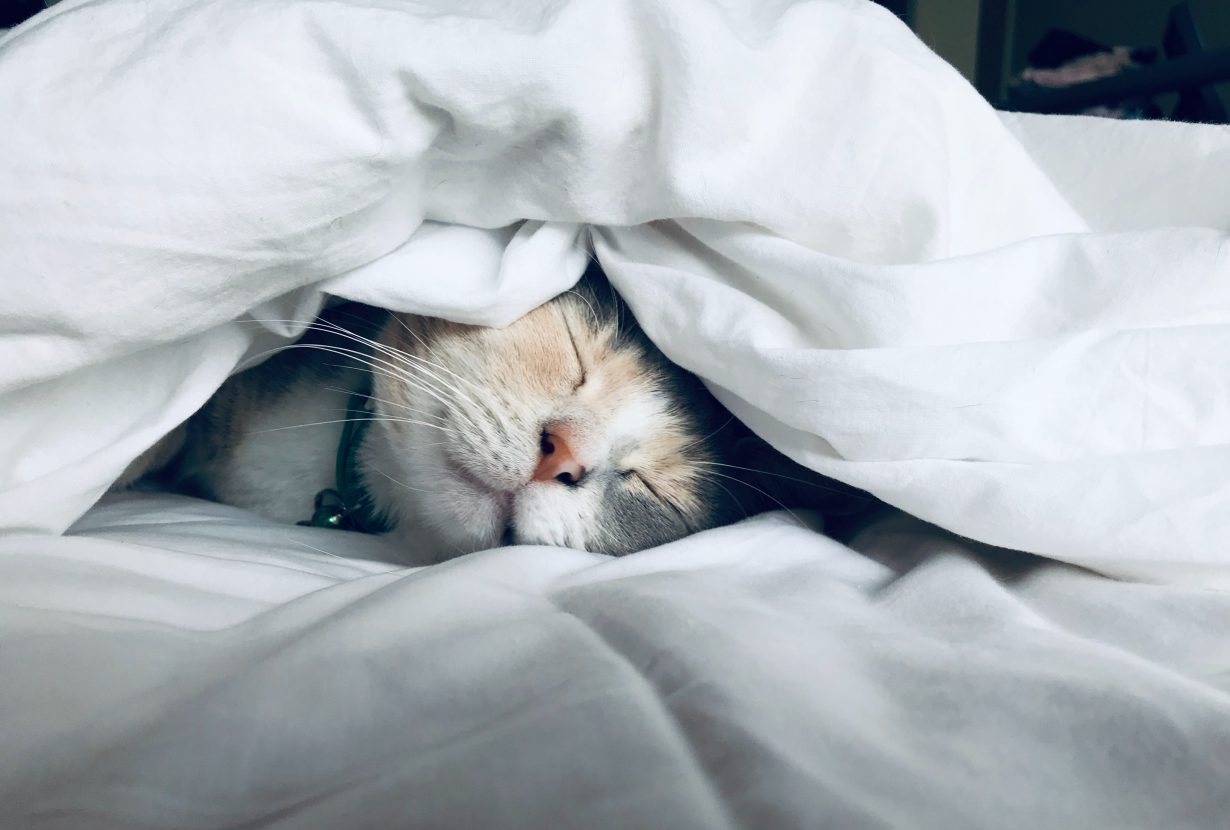 cat asleep under a blanket