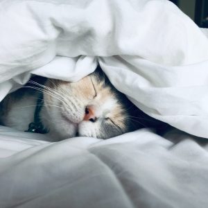cat asleep under a blanket