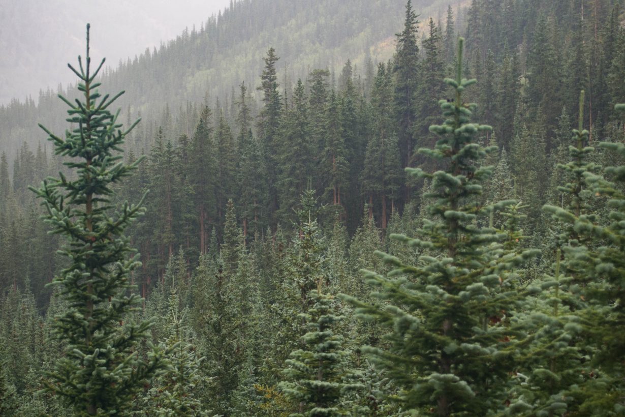 foggy hillside full of pine trees