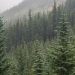 foggy hillside full of pine trees