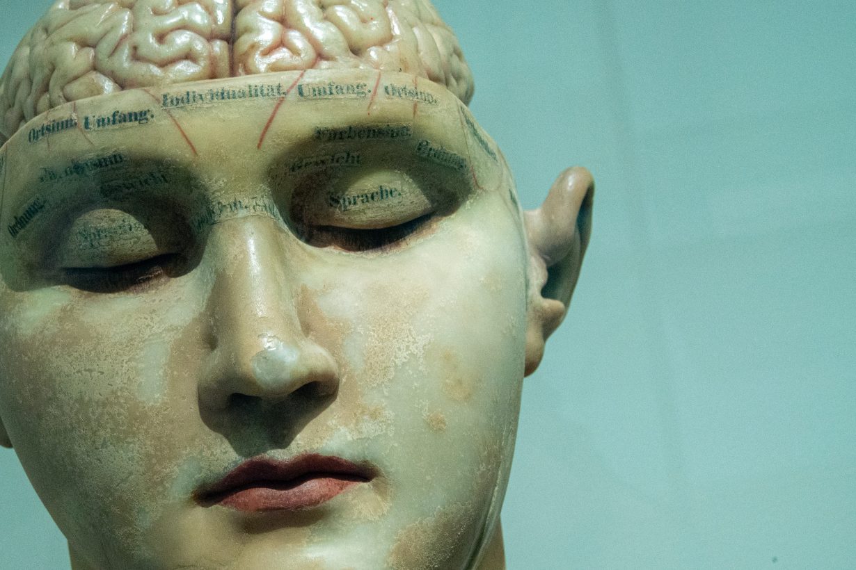 model of a human head and brain