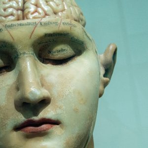 model of a human head and brain
