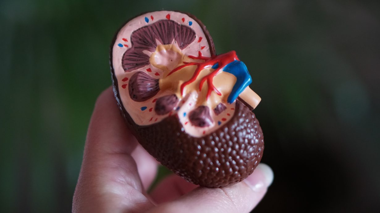 hand holding a plastic model of a kidney