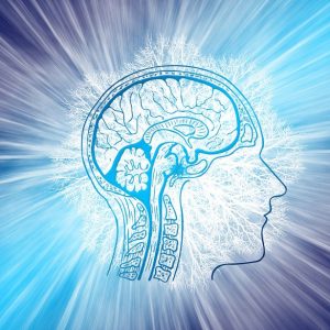side profile of a head with the brain inside