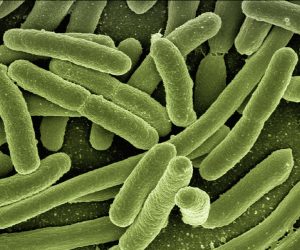 microscopic image of bacteria