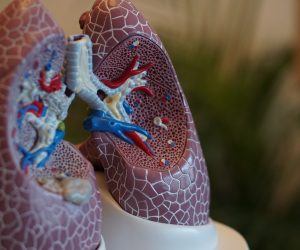 anatomical model of lungs