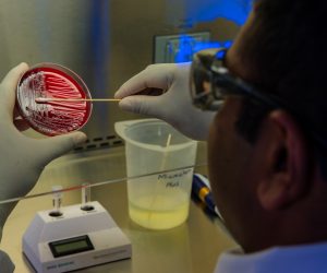 lab scientist holding a petri dish