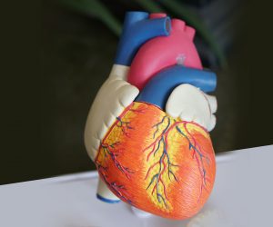 model of a human heart