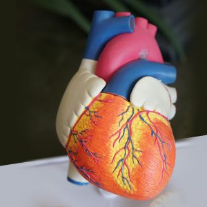 model of a human heart