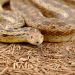 rattlesnake on the ground