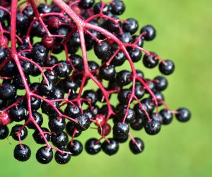 elderberry berries on a bush