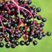 elderberry berries on a bush