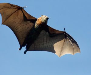 bat flying in the air