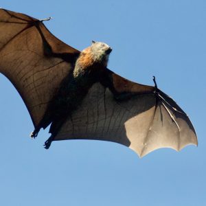 bat flying in the air