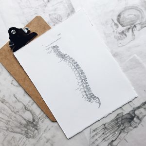 drawn pictures of a human spine and bones