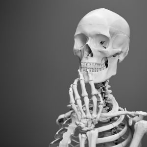 human skeleton model