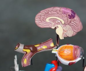 plastic 3D model of a human brain