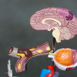 plastic 3D model of a human brain