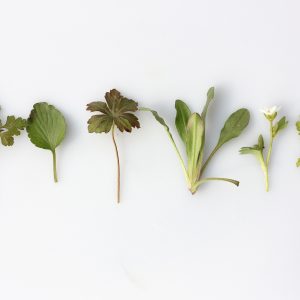 herbs laid out on a white surface