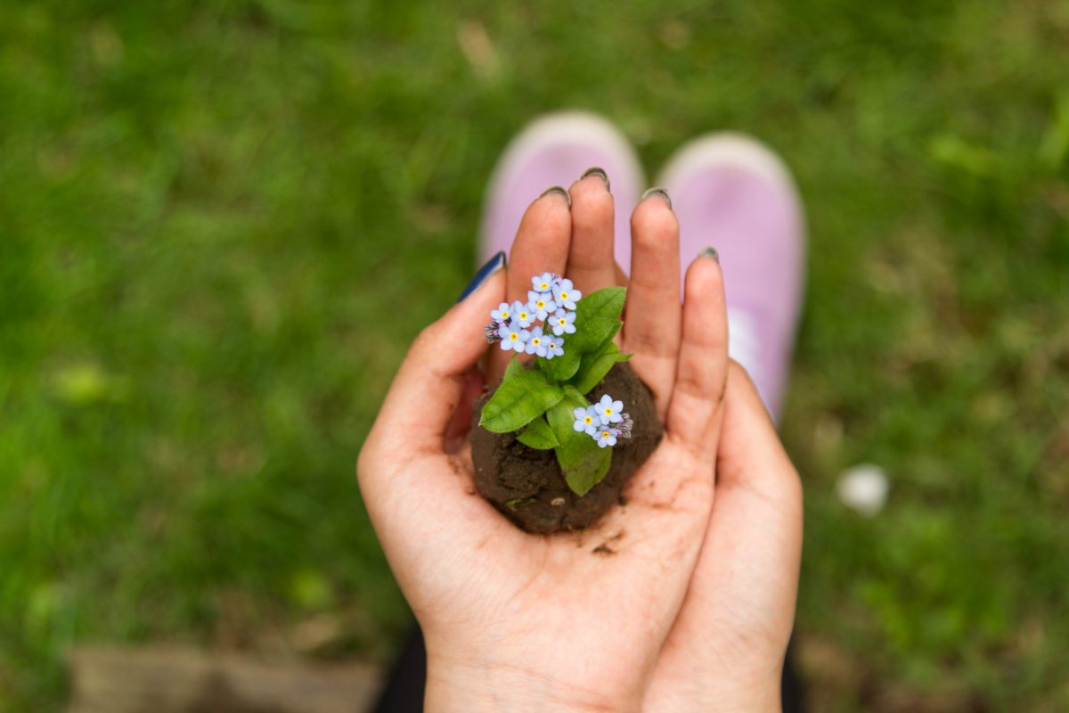 person holding soil with a flower in it