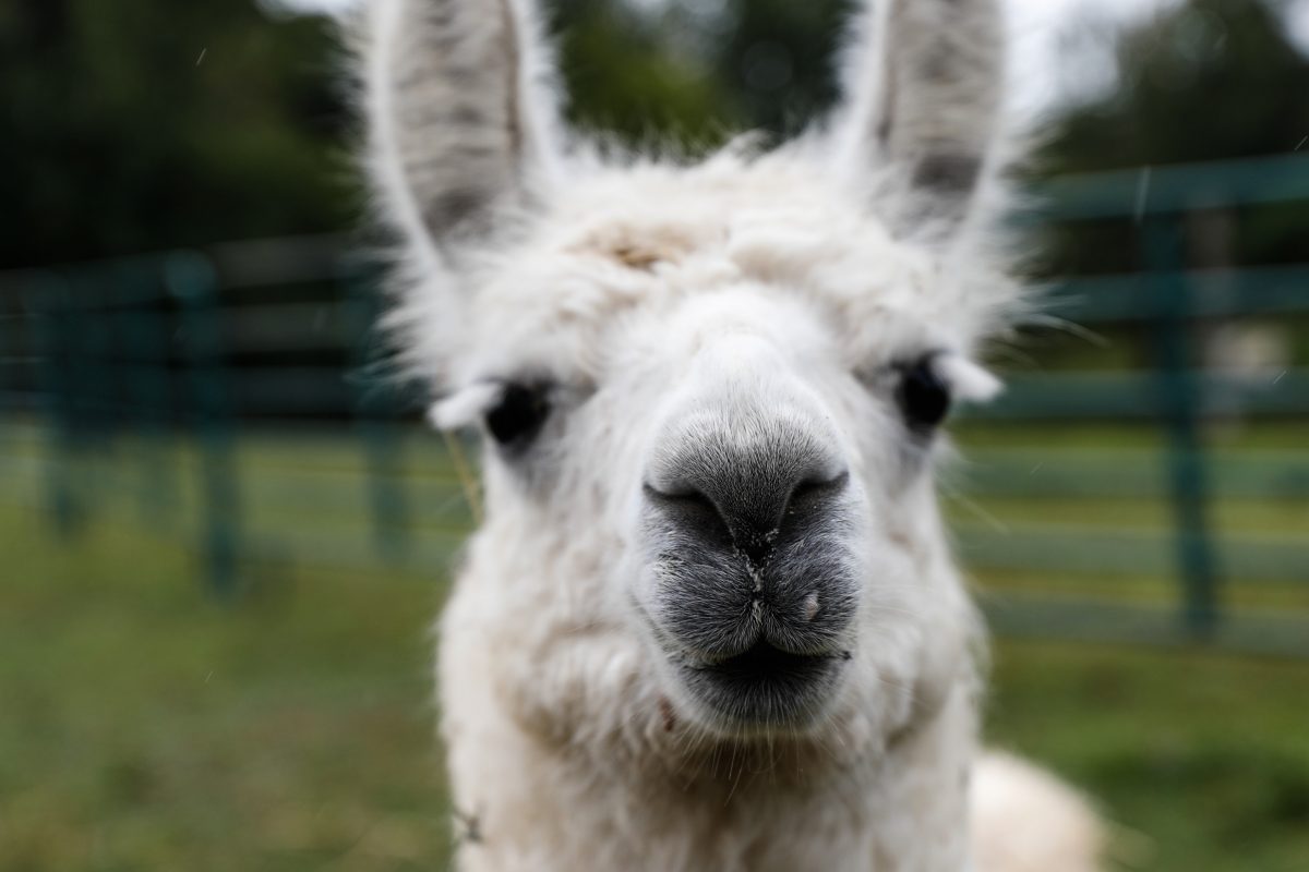Antibodies from llamas Could Help in Fight Against COVID-19