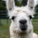 close up of a white llama's face