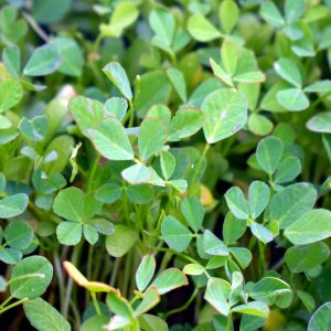 fenugreek