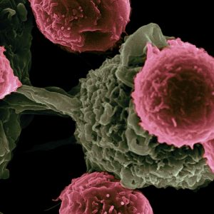 cells under microscope