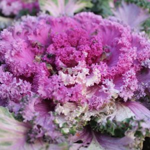 violet cabbage blossom