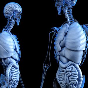 graphic of a skeleton with organs