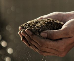 person holding soil in their cupped hands